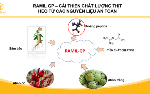 CƠ CHẾ ĐẶC BIỆT RAMIL GP - GIẢI PHÁP TOÀN DIỆN CHO HEO THỊT